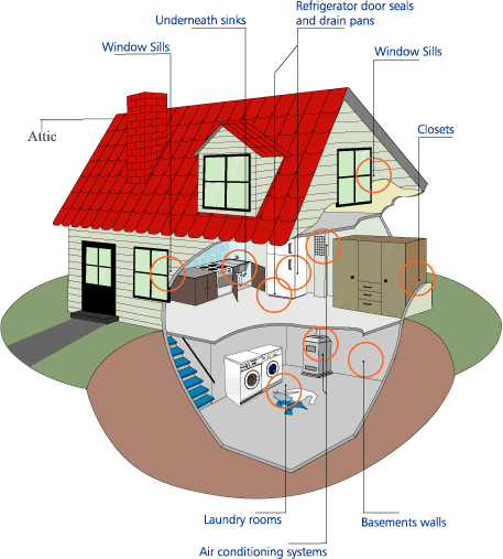 Home Mold Inspection & Testing Services in West Palm Beach