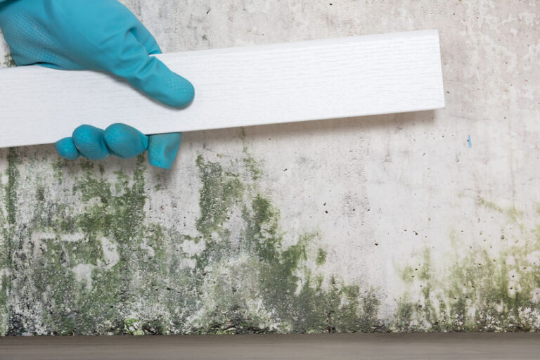 Person preparing to test mold on a wall