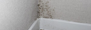 Mold on wall from being in a humid Florida household