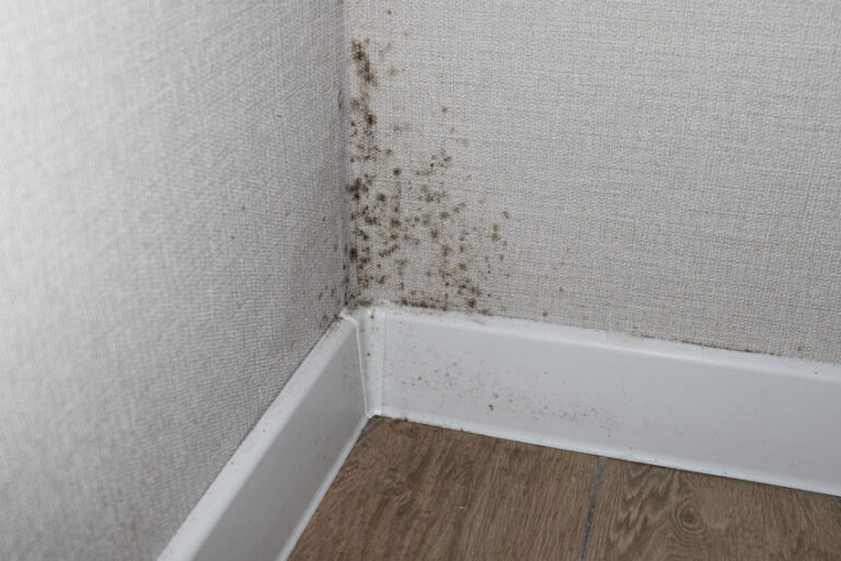Mold on wall from being in a humid Florida household