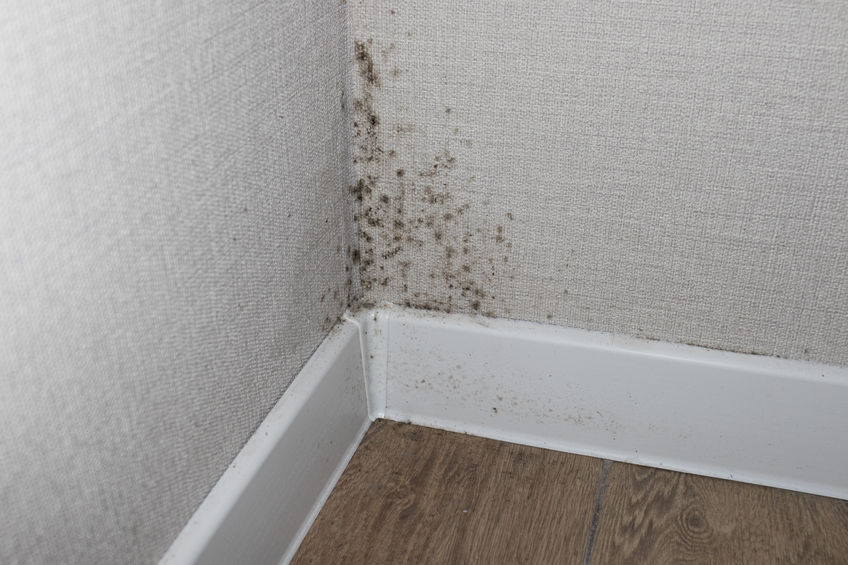 Mold on wall from being in a humid Florida household