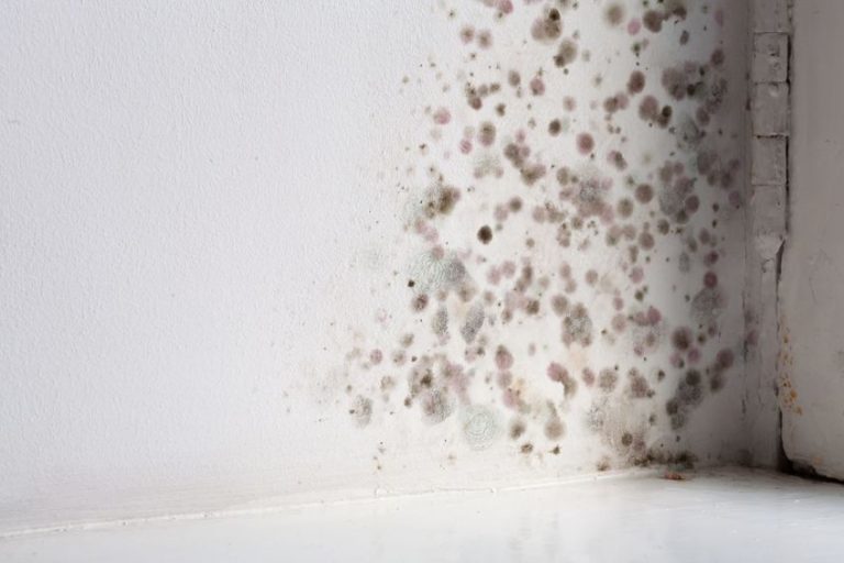 Mold on the wall of a humid Florida home