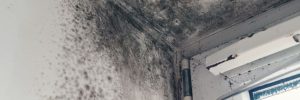 dark mold spreading on walls ceiling by window with blinds