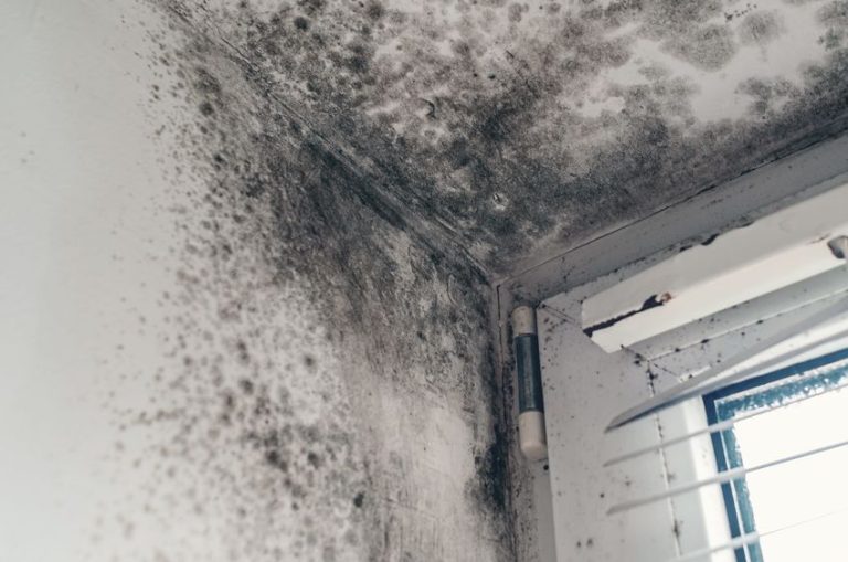 dark mold spreading on walls ceiling by window with blinds